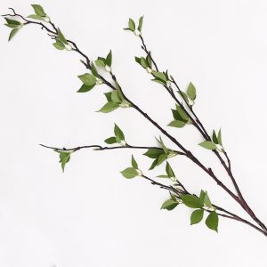Cành cây Khuynh Diệp